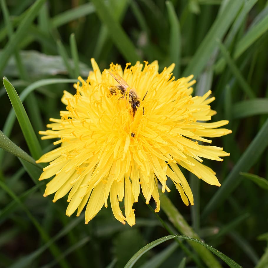 dandelion, bee, nectar, bee nectar, macro, close up, honey bee HD wallpaper