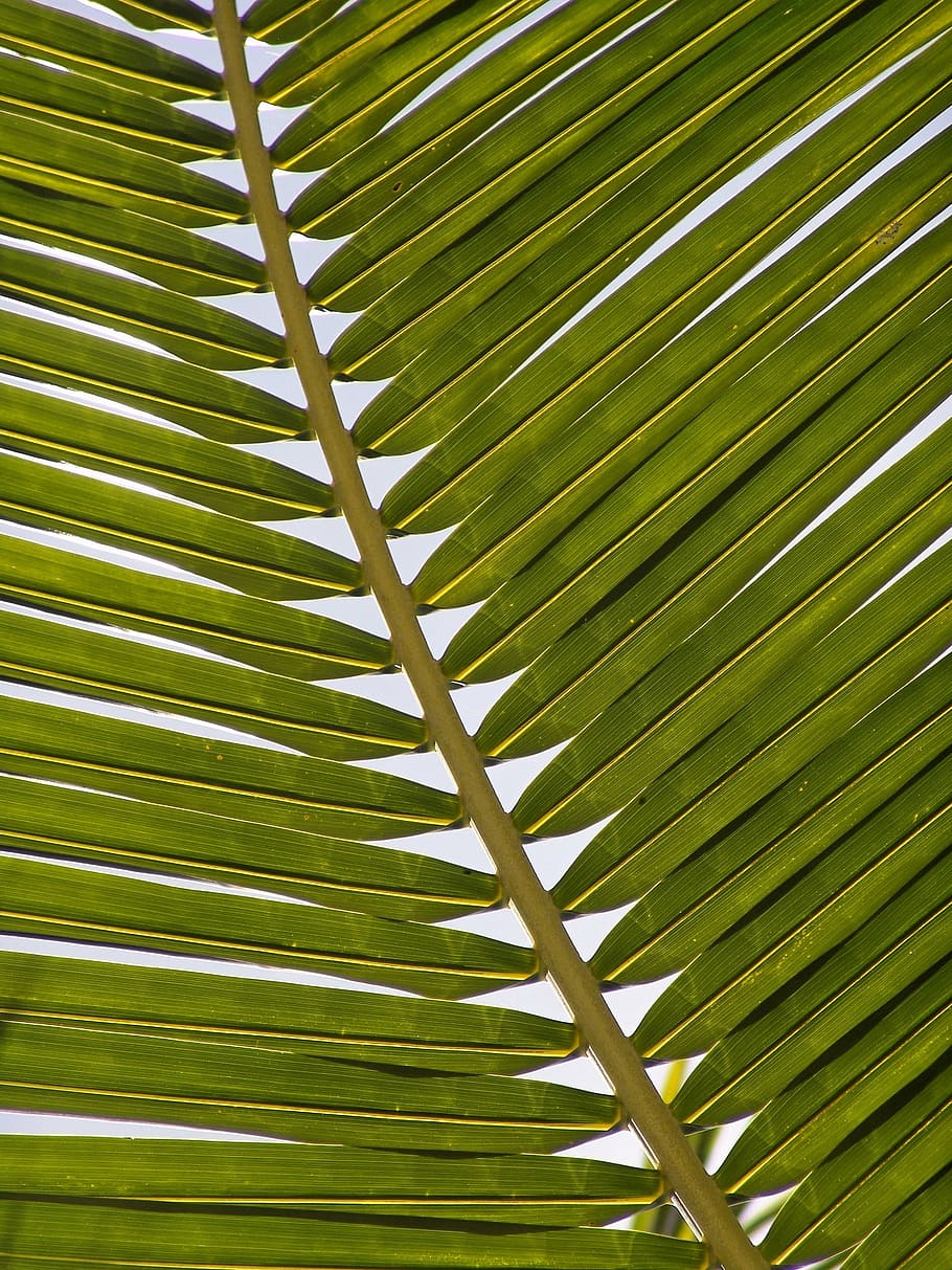 closeup photography of green palm leaf, frond, exotic, palm tree HD wallpaper