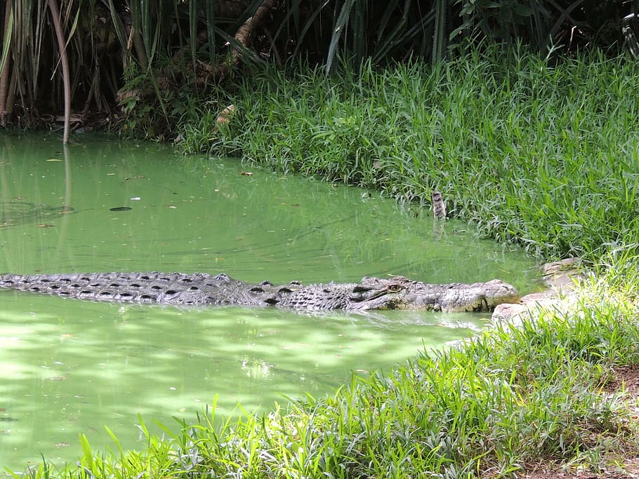 crocodile, pond, large, wild, danger, dangerous, predator, alligator HD wallpaper