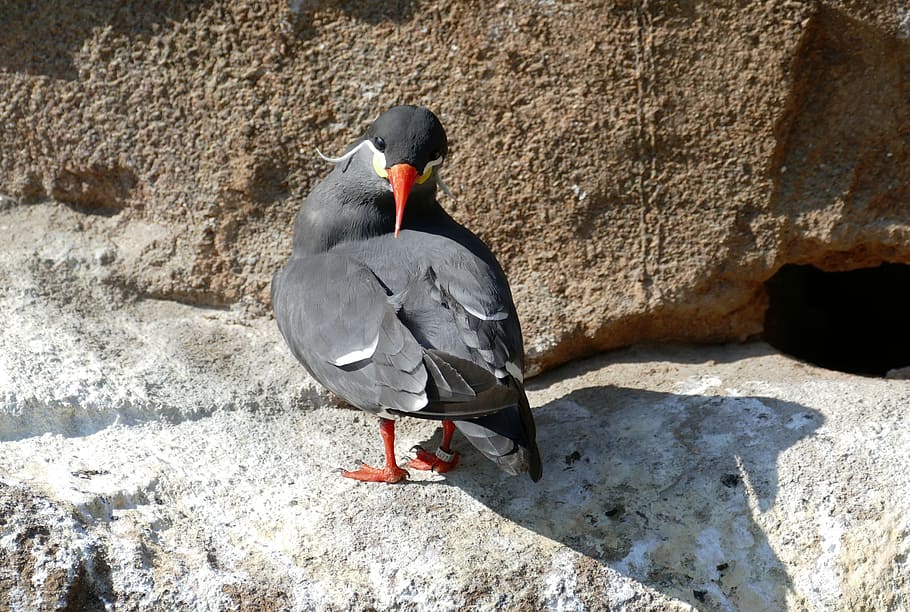 tern, inca tern, south america, zoo, animal, bird, animal wildlife, HD wallpaper