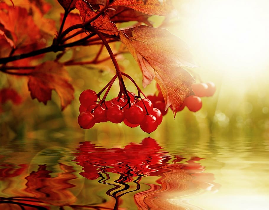 orange maple leaf on top of body of water, berry, background, HD wallpaper