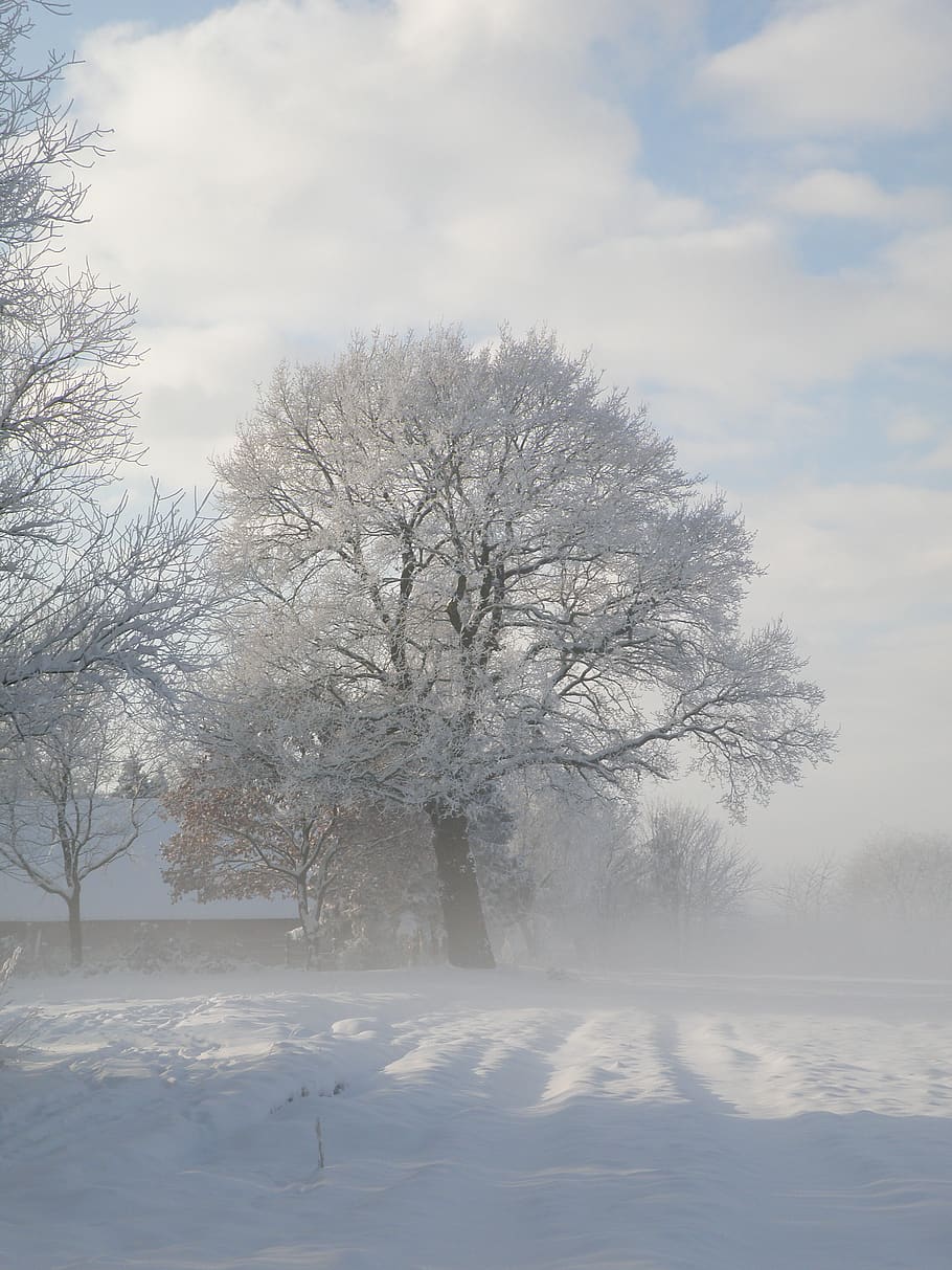 winter, tree, snow, nature, sunlight, cold temperature, sky HD wallpaper