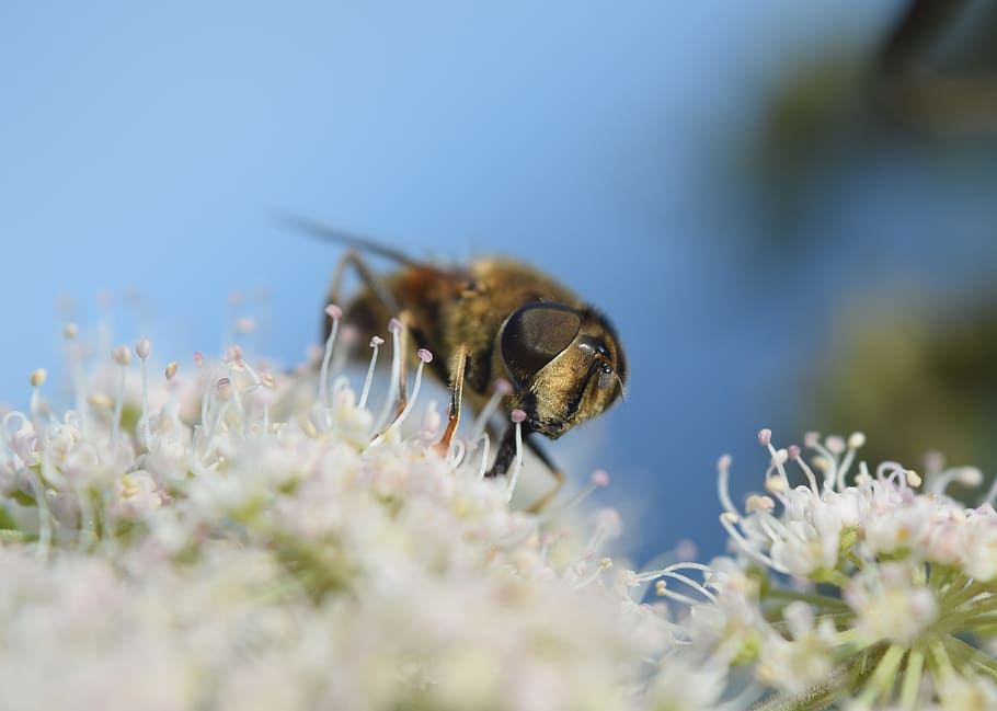 bee, flower, blossom, bloom, insect, macro, nature, plant, close HD wallpaper