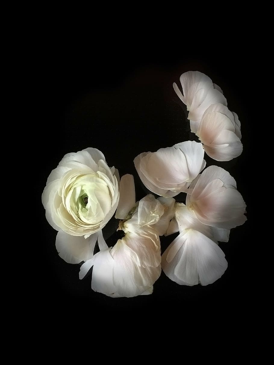 white flowers, ranunculus, spring, leaves, wilted, still life HD wallpaper