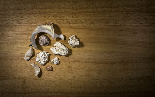 shells, clam, coral, sea, white, wood, terrarium, ornament HD wallpaper