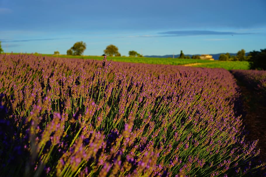 lavender field, evening light, lavender flowers, blue, purple, HD wallpaper