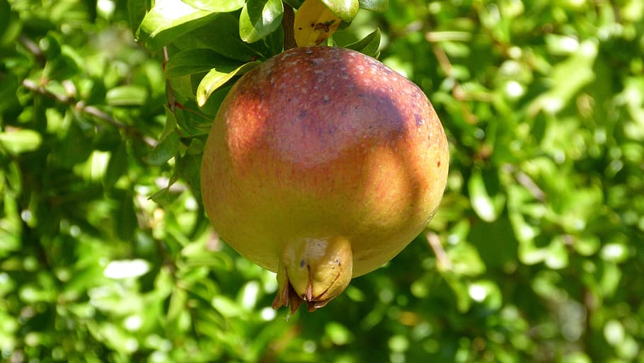 granada, fruit, autumn, granado, magrana, tree, healthy eating HD wallpaper