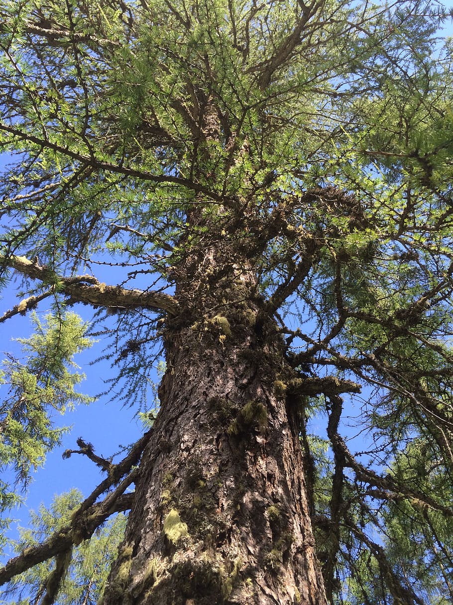 tree, plant, nature, forest, old, low angle view, trunk, tree trunk HD wallpaper