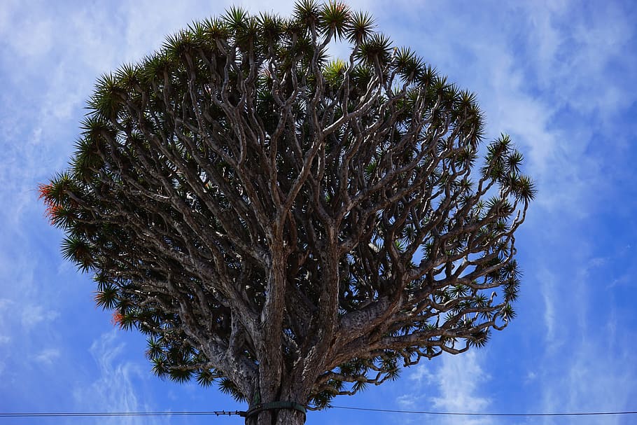 canary island dragon tree, inflorescences, dracaena draco, aesthetic