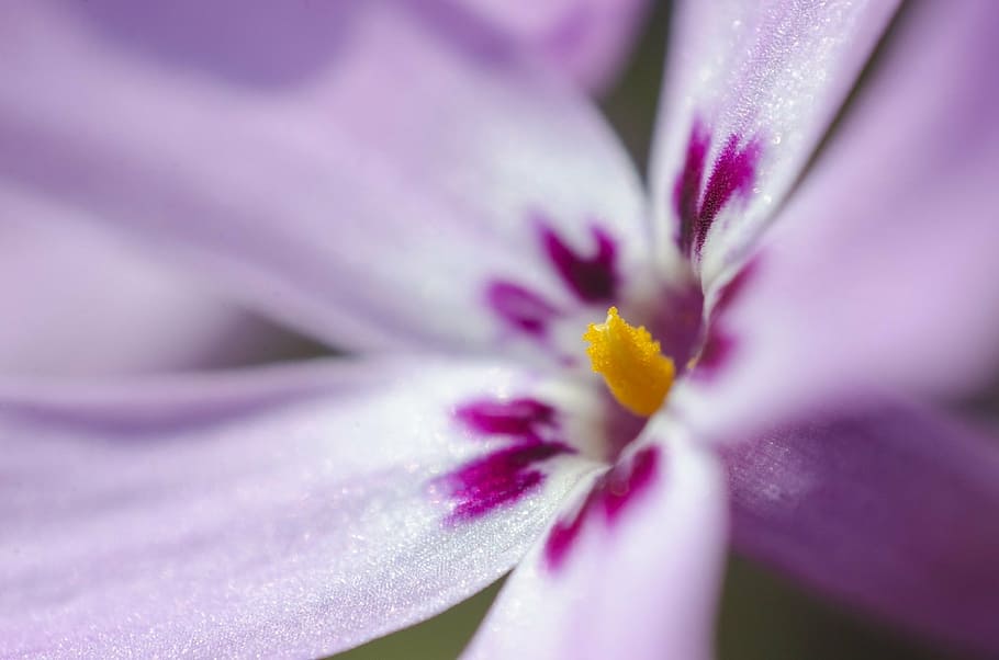 flower, purple, macro, spring, summer, background, flowering plant HD wallpaper