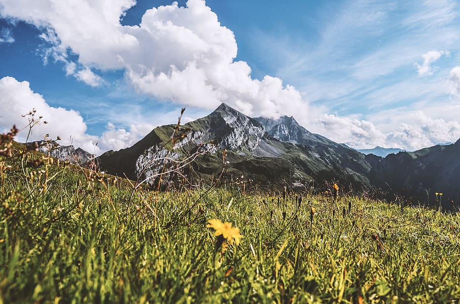 flower plants near mountain, meadow, grass, vegetation, landscape HD wallpaper