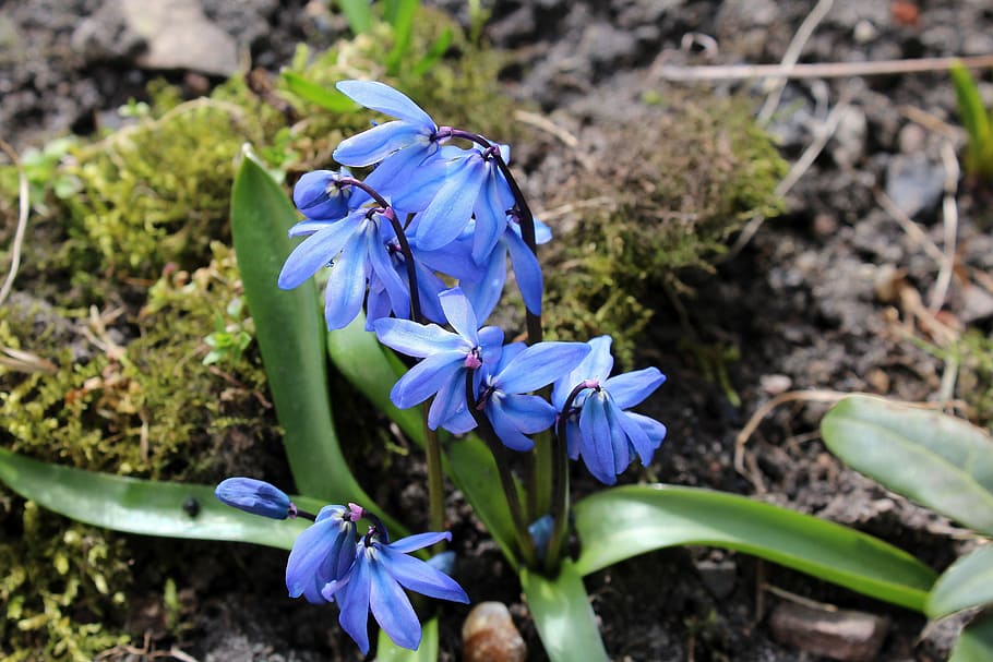 spring flowers, april, blue, nature, plant, at the court of HD wallpaper