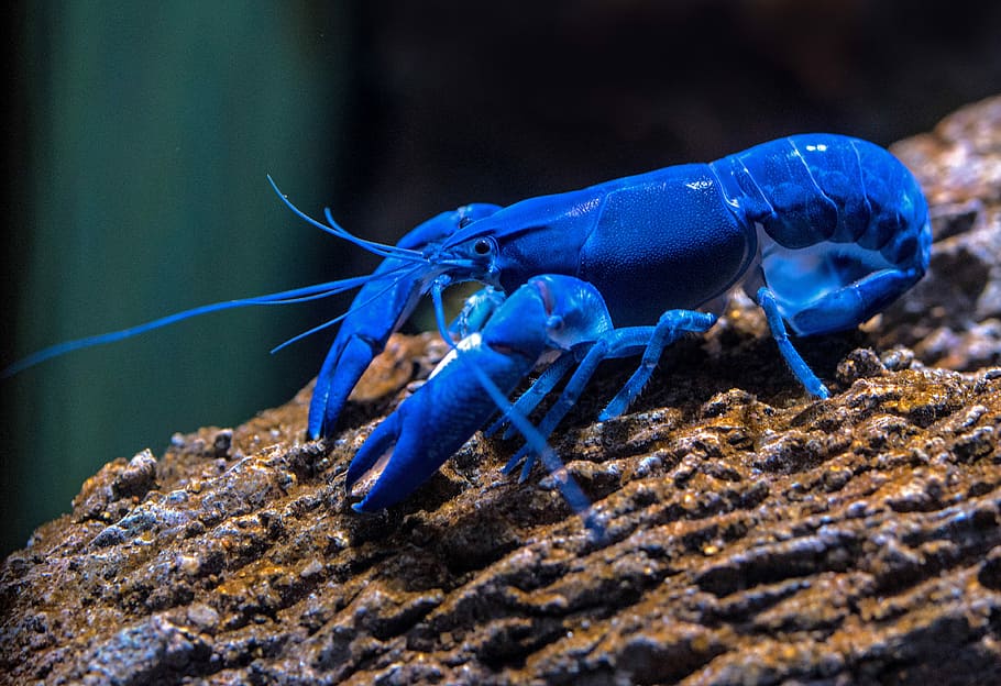 blue lobster on rock, blue lobster on brown surface, david clode