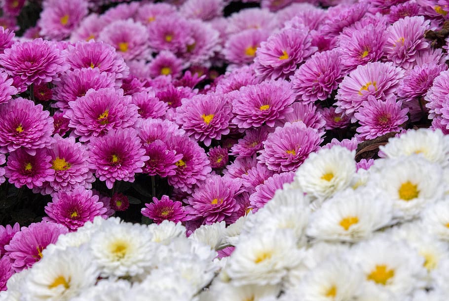 flower, nature, flora, summer, bright, flowering plant, freshness HD wallpaper