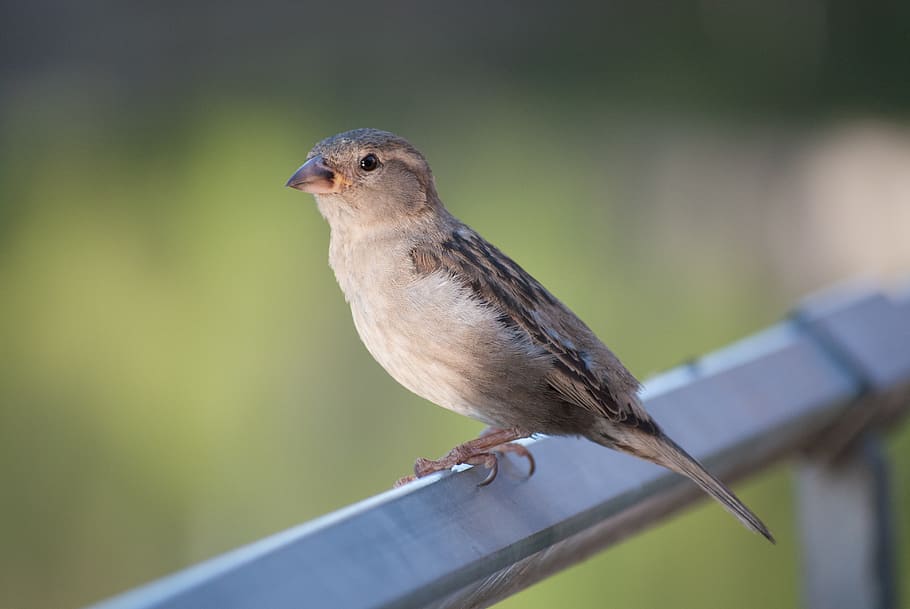 sparrow, bird, close, nature, feather, sperling, animal wildlife HD wallpaper