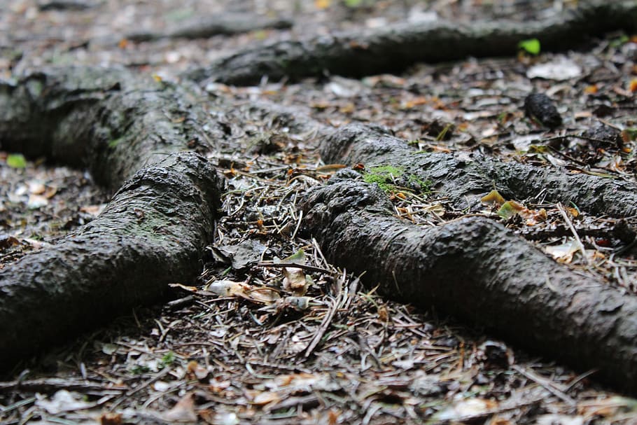 root, forest, shadow, nature, tree root, forest path, forest floor HD wallpaper