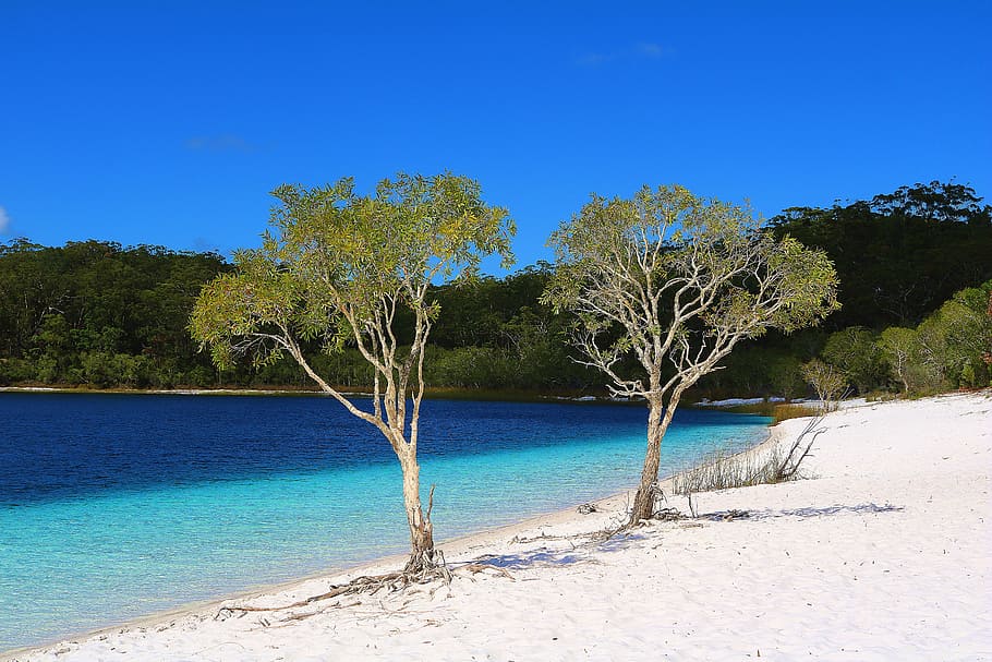 Beach, Sea, Water, Trees, beautiful beaches, sun, nature, sand HD wallpaper