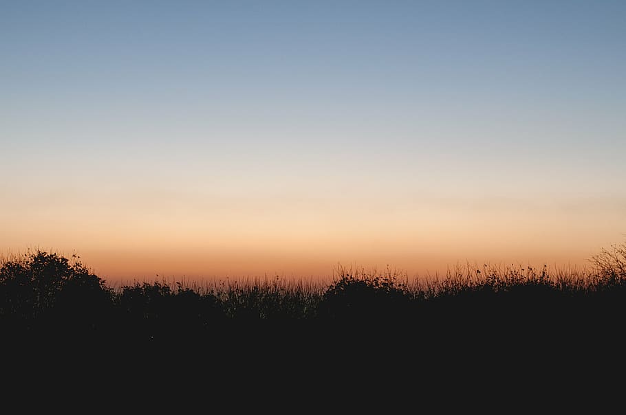 silhouette of grasses, outdoor, sky, view, sunset, nature, dusk HD wallpaper