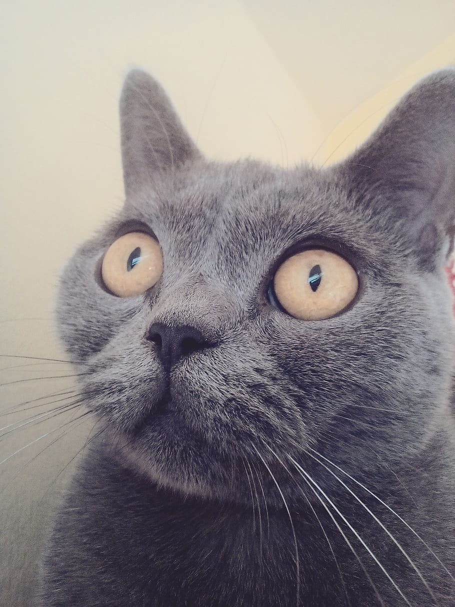 cat, animals, face, domestic, animal themes, pets, mammal, one animal HD wallpaper