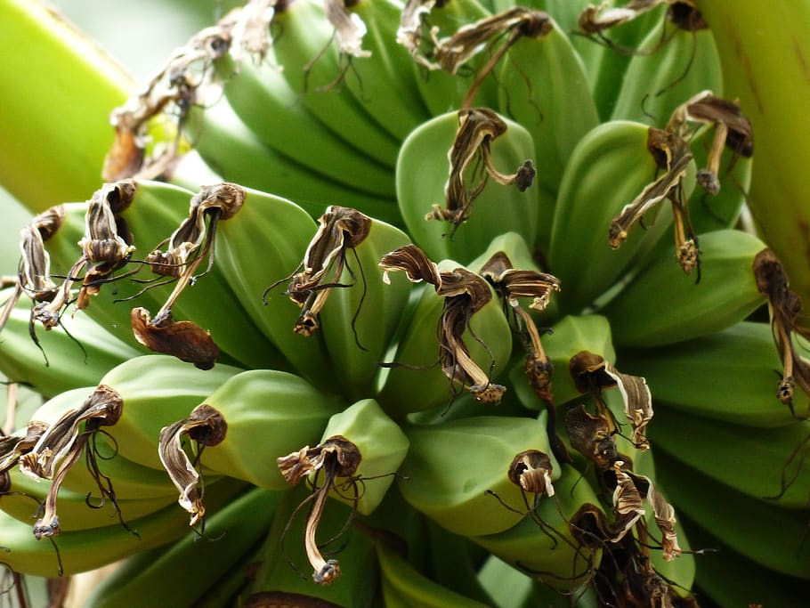 Online crop | HD wallpaper: bananas, banana shrub, plant, green