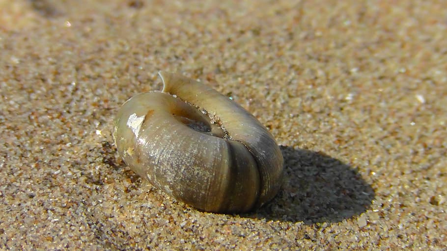 shell, snail, close, sea snail, housing, beach, sand, sand beach HD wallpaper