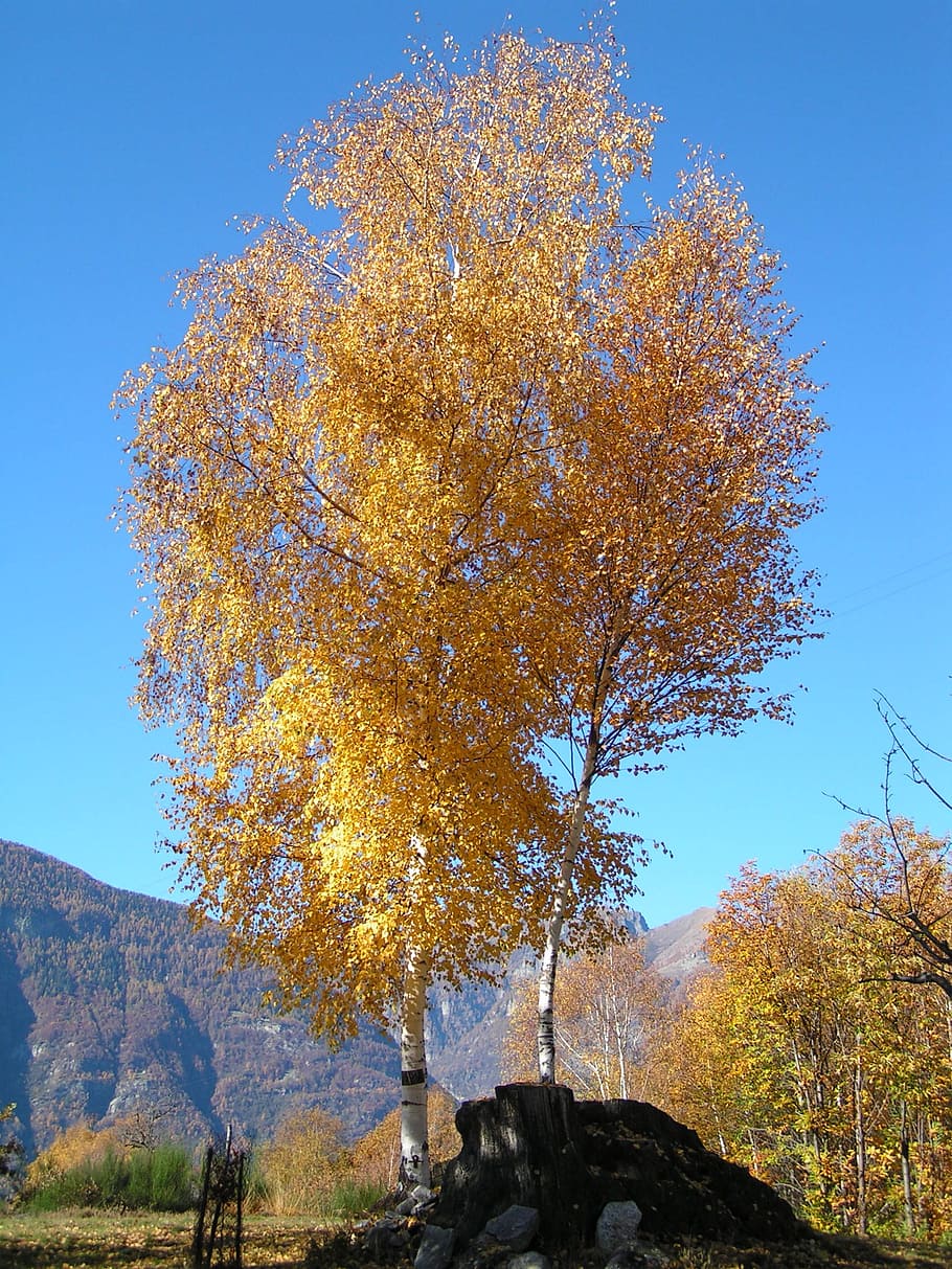 birch, autumn, mountain, tree, plant, sky, change, nature, beauty in nature HD wallpaper
