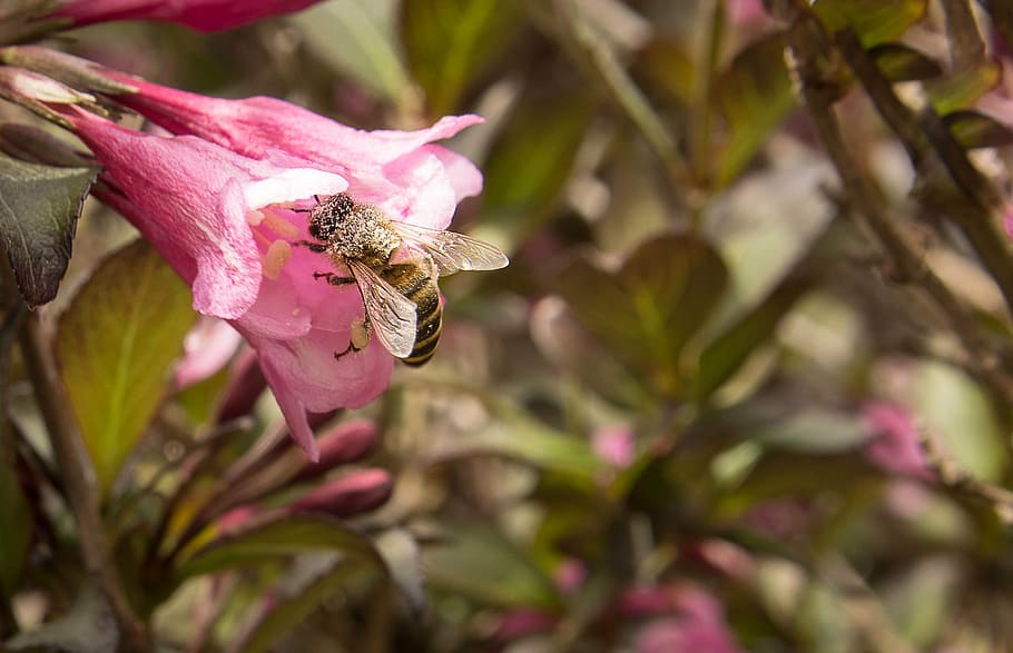 bien, blossom, bloom, sprinkle, insect, macro, animal themes HD wallpaper