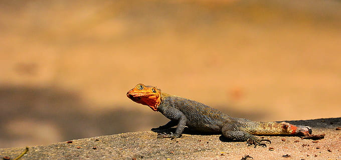 selective focus photography of gray and red lizard, shallow focus photography of gray and brown iguana HD wallpaper