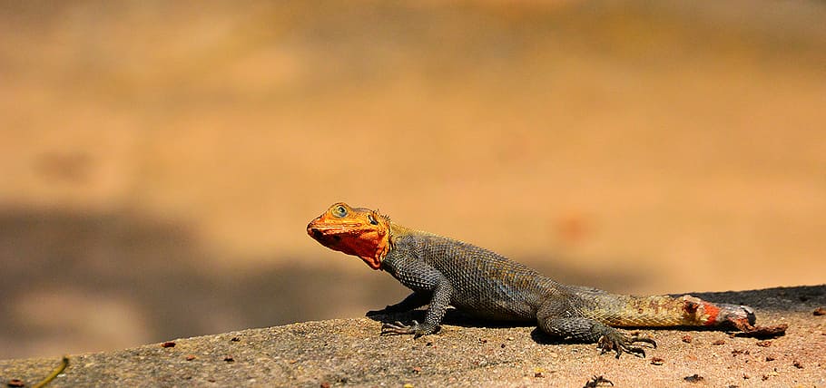 selective focus photography of gray and red lizard, shallow focus photography of gray and brown iguana HD wallpaper