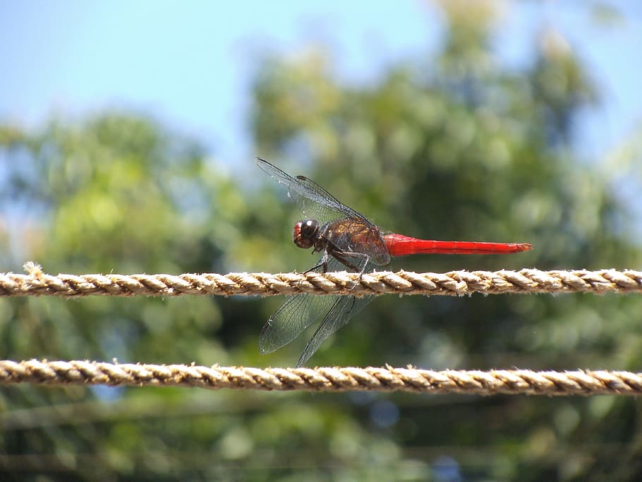 Dragonfly, Red Dragon, Insect, Bug, nature, creature, one animal HD wallpaper