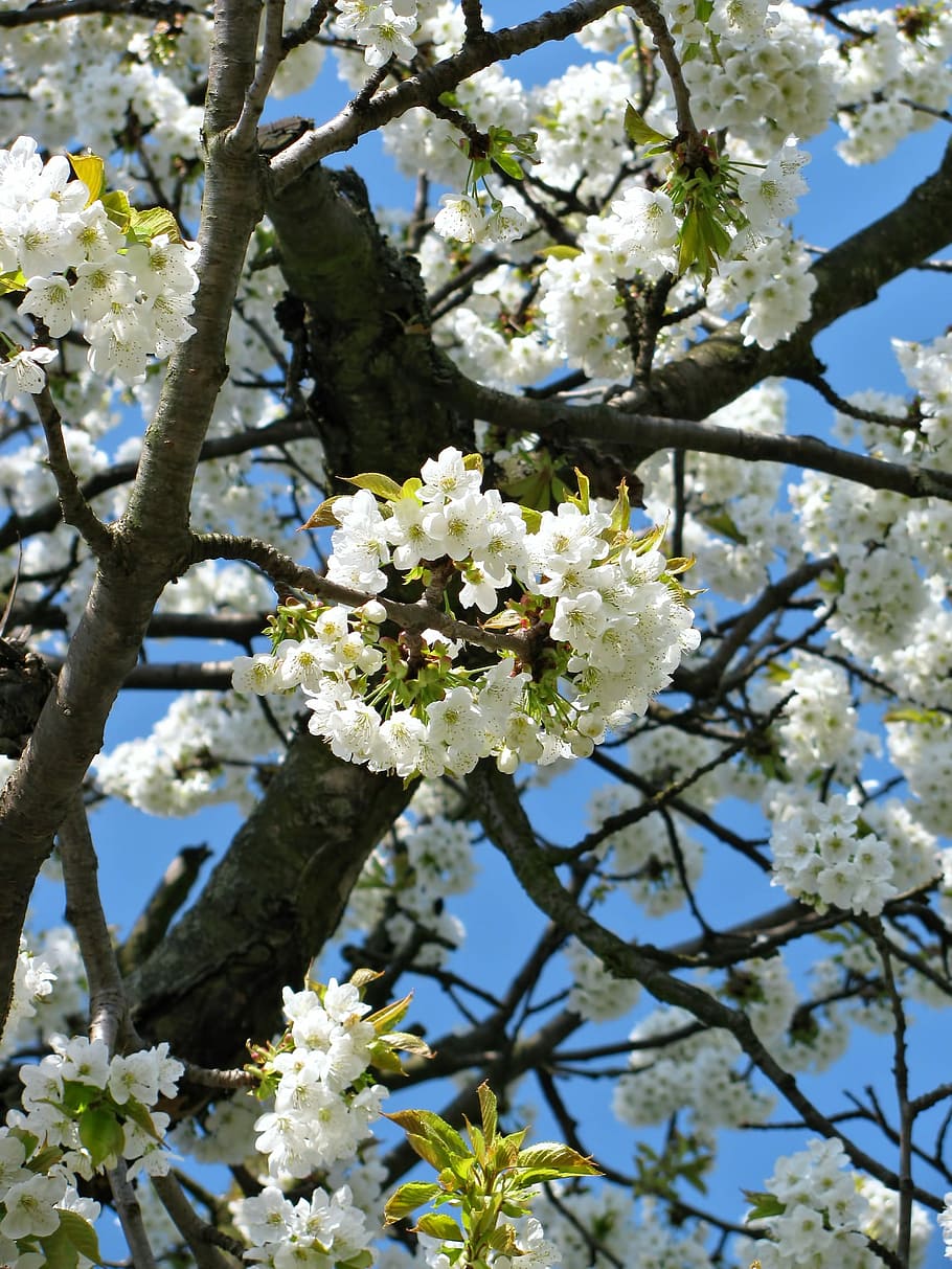 Tree, Blossom, Blossoms, Spring, Nature, white, flower, white color HD wallpaper