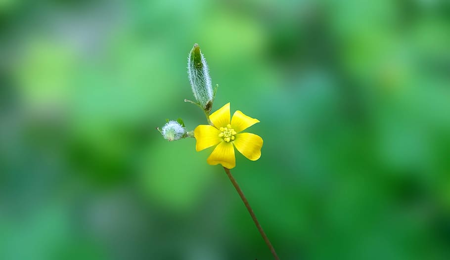 flower, yellow, macro, nature, plant, petal, summer, springtime HD wallpaper