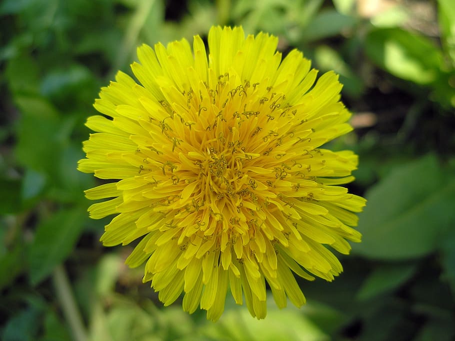 Dandelion, Yellow, Flower, fragility, nature, plant, freshness HD wallpaper