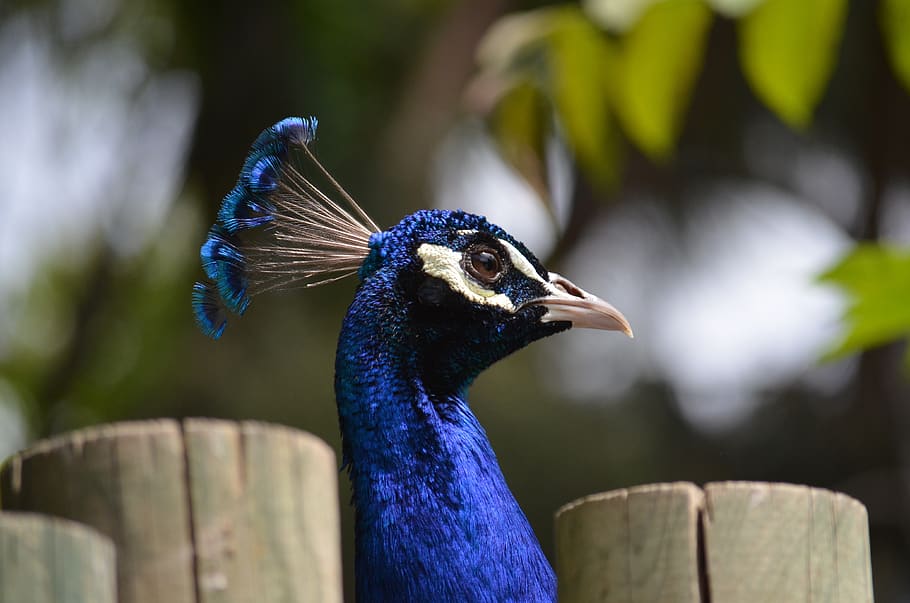 peacock, blue, animal, head, one animal, bird, vertebrate, animal themes HD wallpaper