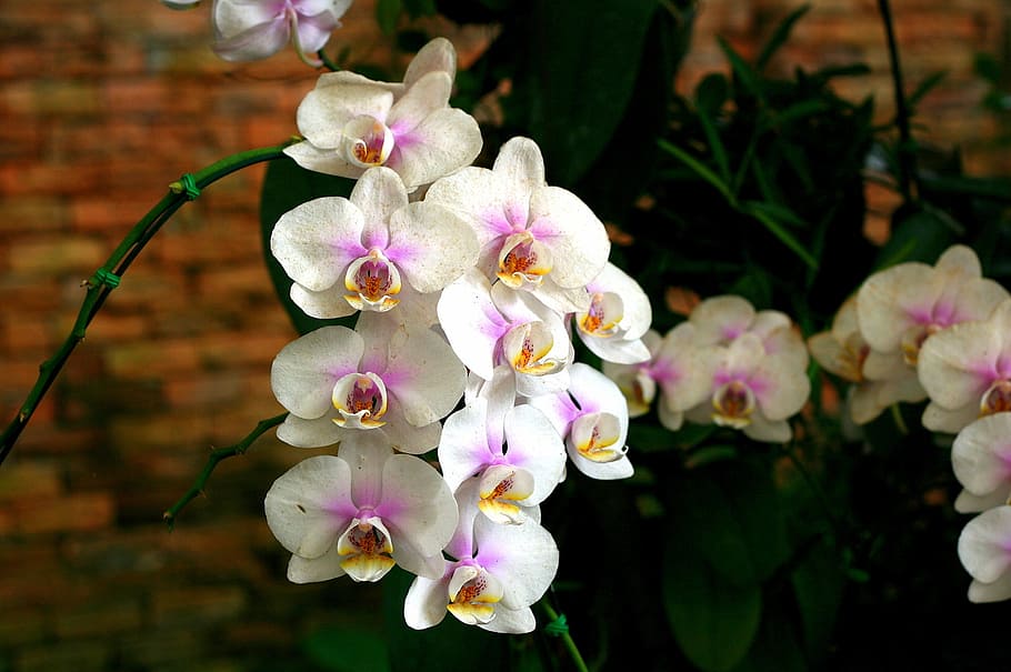 orchid, flower, orchis, flowering plant, freshness, fragility HD wallpaper