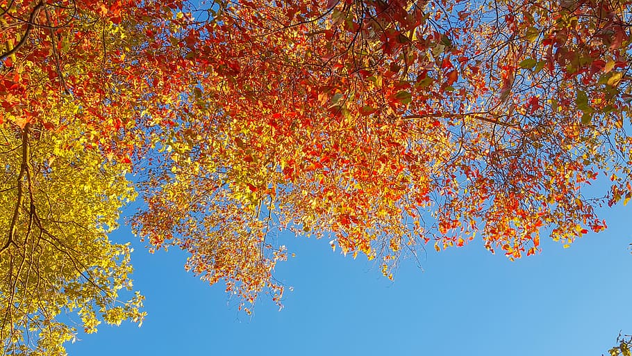fall, leaves, sky, autumn, fall leaves, season, orange, fall leaves background HD wallpaper