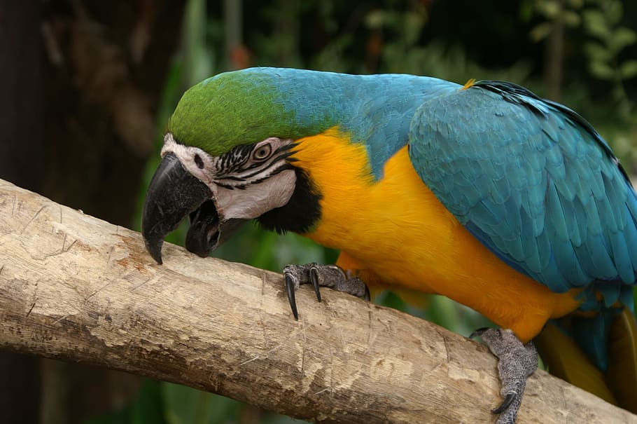 yellow and blue parrot standing on tree branch, Macaw, Bird HD wallpaper