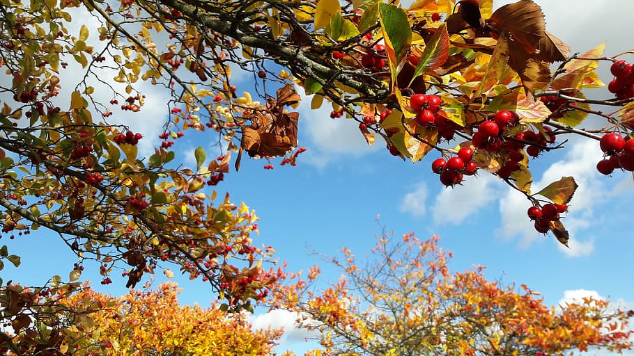 autumn, leaves, leaf, fall, nature, season, orange, tree, autumn leaves HD wallpaper