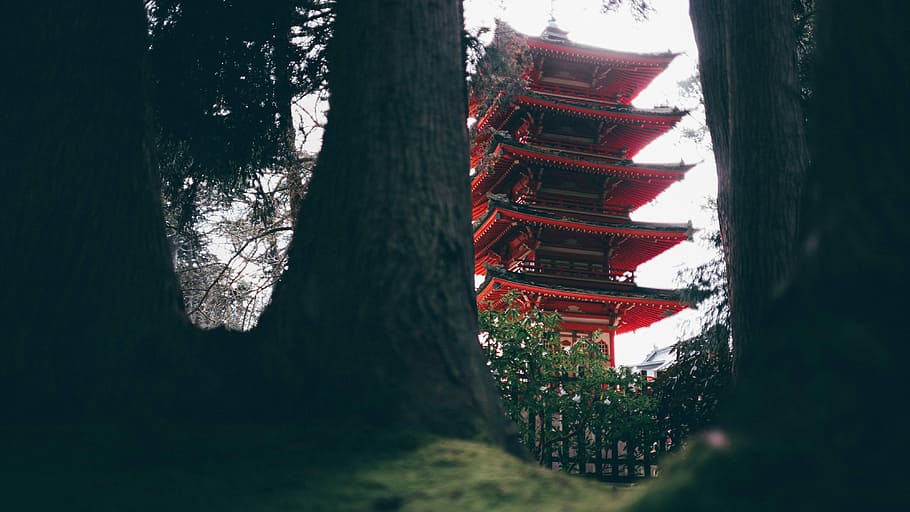 In the forest, low angle photography of pagoda, building, structure HD wallpaper