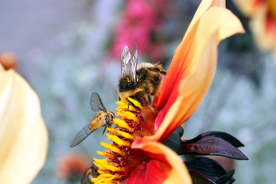 insects, wasps, bees, hoverfly, flower, stamen, petal, feeding HD wallpaper