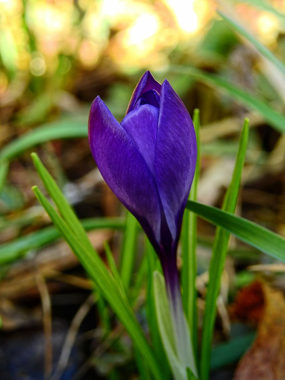 purple flower in tilt shift lens photography, crocus, blossom HD wallpaper