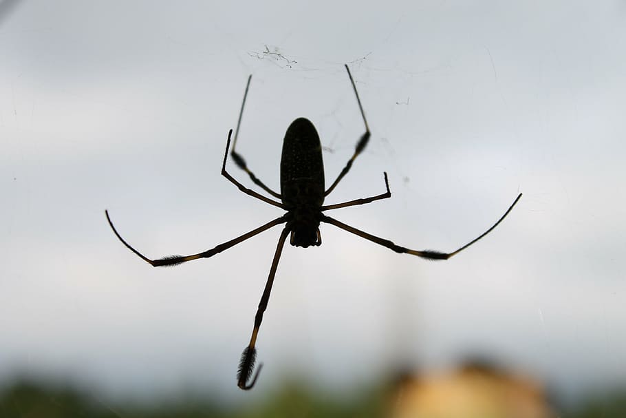spider, web, nature, fauna, invertebrate, animal themes, insect HD wallpaper