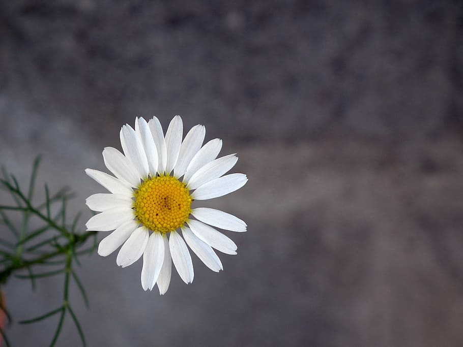 daisy, flower, white, chamomile, closeup, petal, summer, bloom HD wallpaper