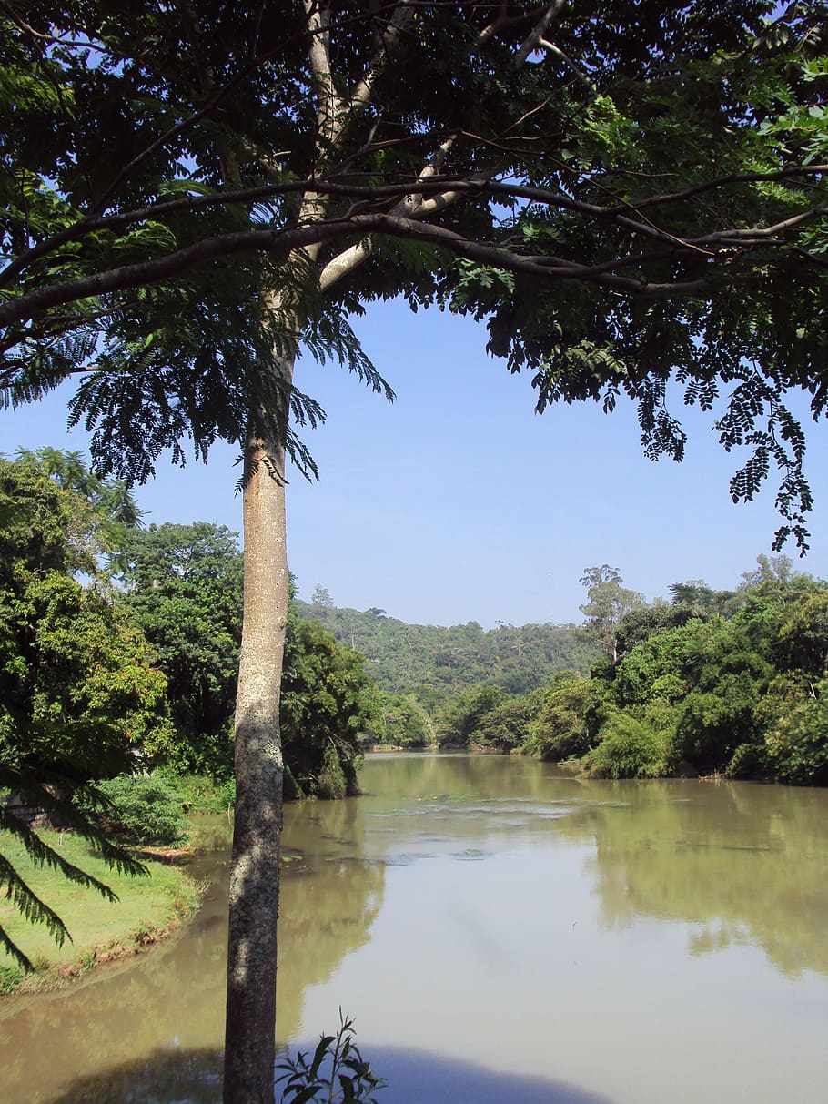 trees, nature, sky, blue sky, flying, rio, paraíba do sul HD wallpaper