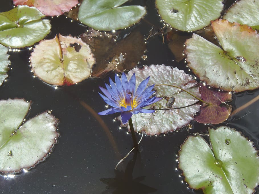 nature, flower, leaf, water, flowering plant, beauty in nature HD wallpaper