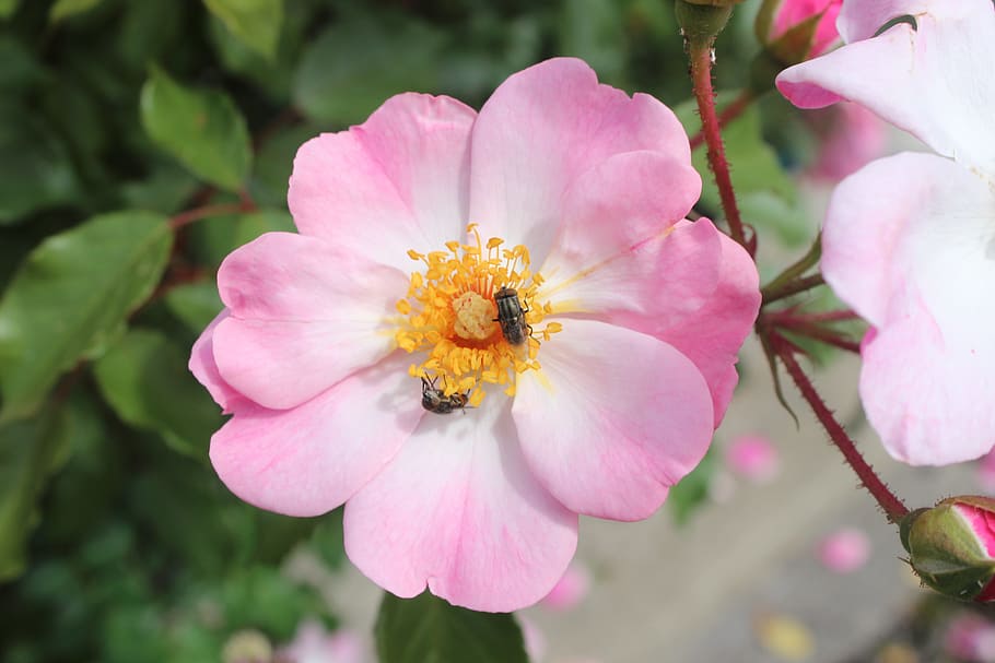flower, bee, pink, white, pollen, forage, nature, macro, insects HD wallpaper
