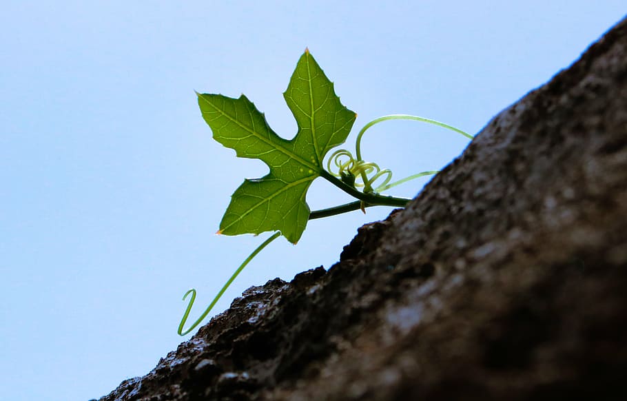 leaf, nature, plant, tree bark, plant part, growth, sky, no people HD wallpaper