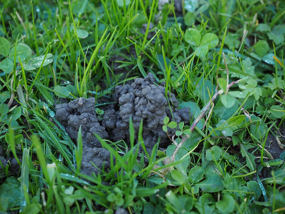 erdhäufchen, meadow, earth, ejection, earthworm heaps, food and drink HD wallpaper