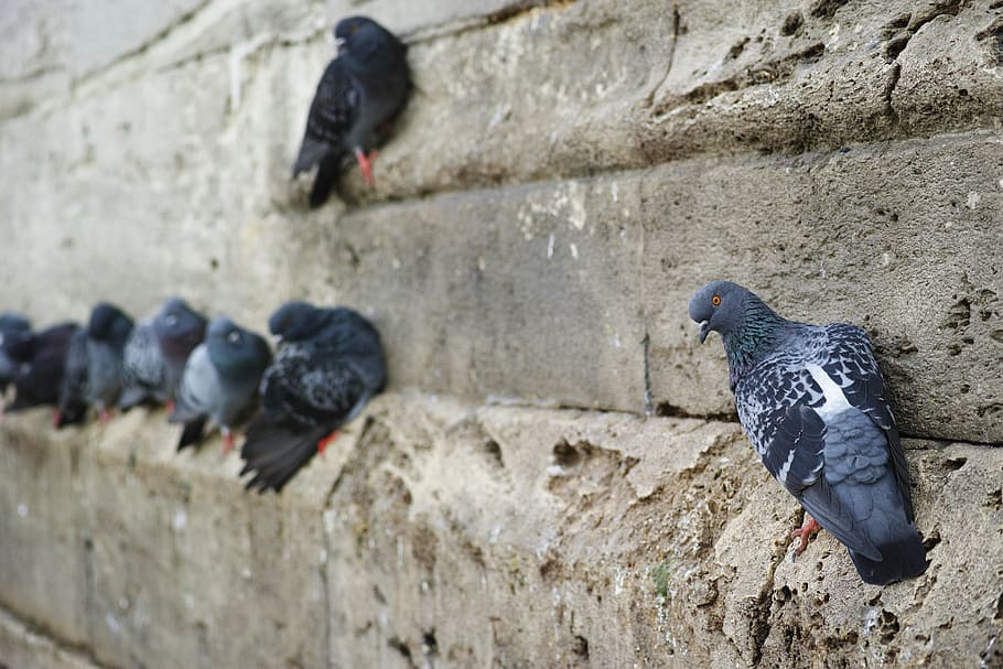 pigeon, bird, fly, macro, animal, birds, nature, beautiful HD wallpaper