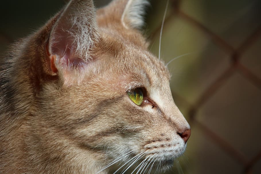 cat, mieze, kitten, tiger cat, mackerel, breed cat, cat's eyes HD wallpaper